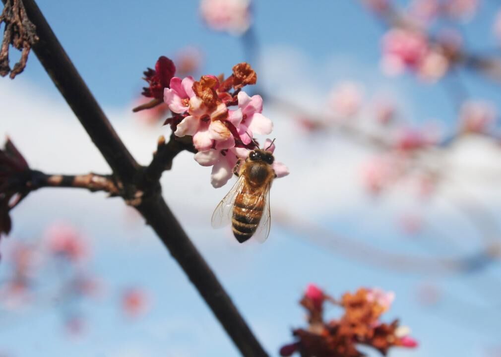 Pollution and climate change affect honeybee pollination